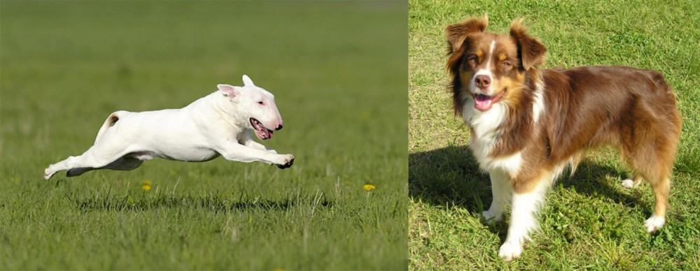 Miniature Australian Shepherd vs Bull Terrier - Breed Comparison