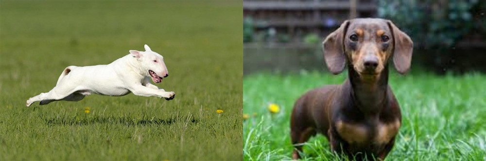 Miniature Dachshund vs Bull Terrier - Breed Comparison
