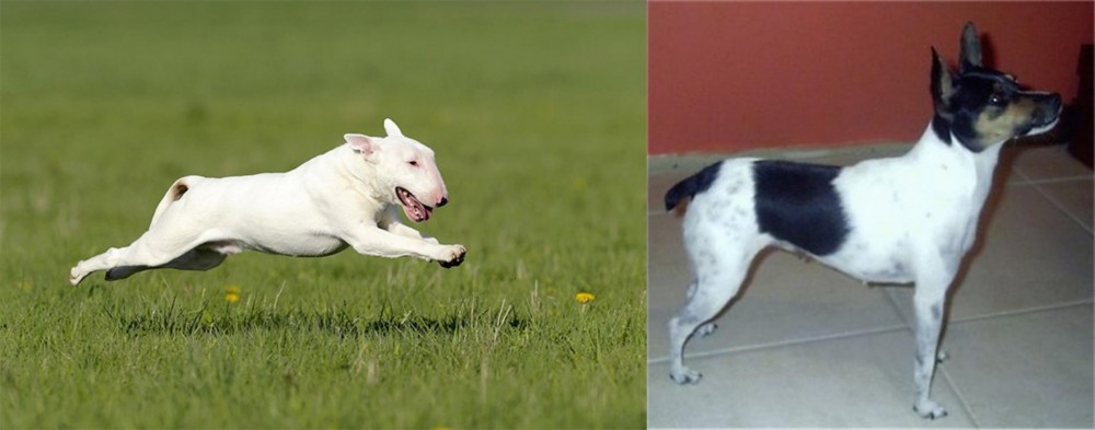 Miniature Fox Terrier vs Bull Terrier - Breed Comparison
