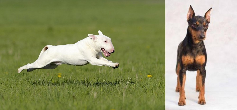 Miniature Pinscher vs Bull Terrier - Breed Comparison