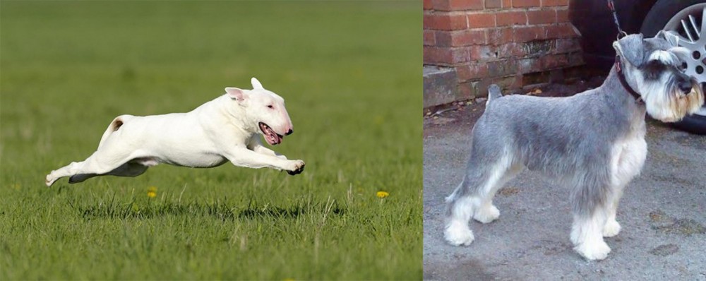 Miniature Schnauzer vs Bull Terrier - Breed Comparison