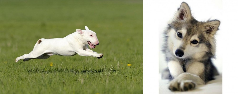 Miniature Siberian Husky vs Bull Terrier - Breed Comparison