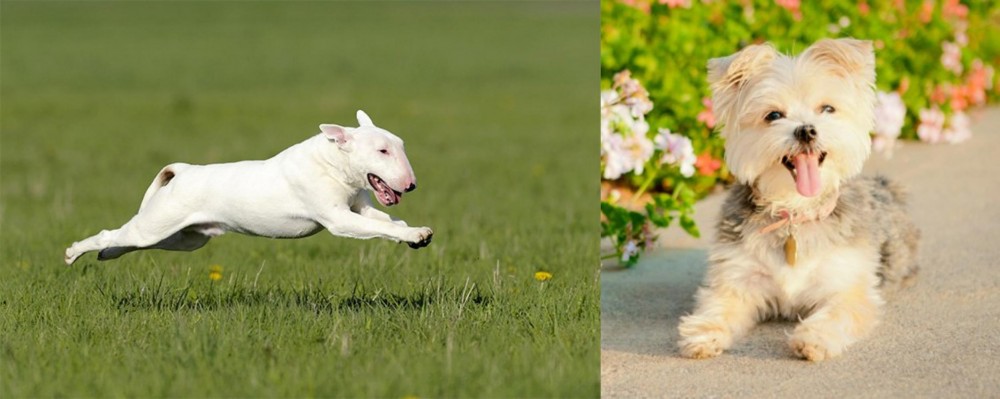 Morkie vs Bull Terrier - Breed Comparison