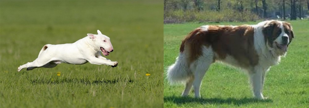 Moscow Watchdog vs Bull Terrier - Breed Comparison
