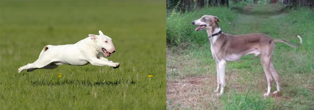 Mudhol Hound vs Bull Terrier - Breed Comparison