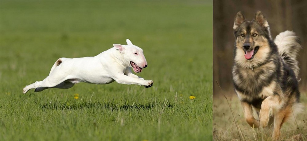Native American Indian Dog vs Bull Terrier - Breed Comparison