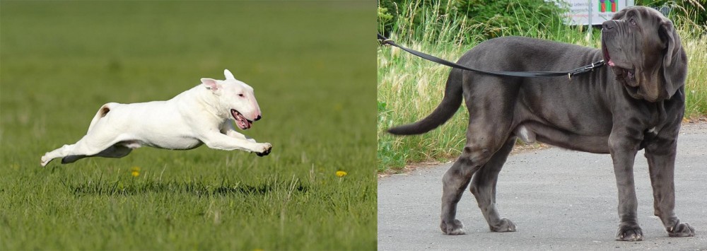 Neapolitan Mastiff vs Bull Terrier - Breed Comparison