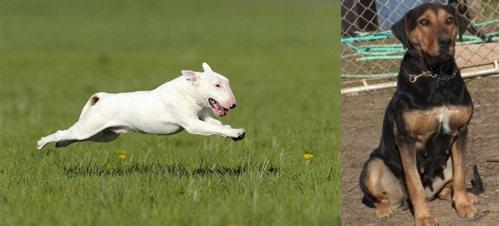 New Zealand Huntaway vs Bull Terrier - Breed Comparison