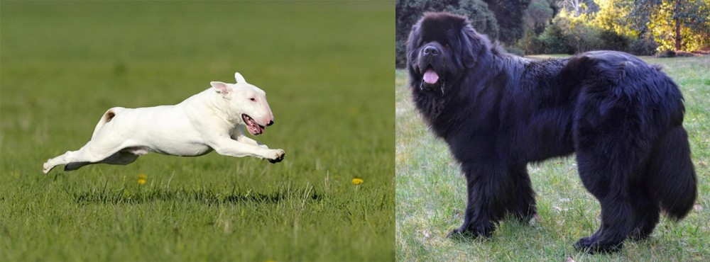 Newfoundland Dog vs Bull Terrier - Breed Comparison