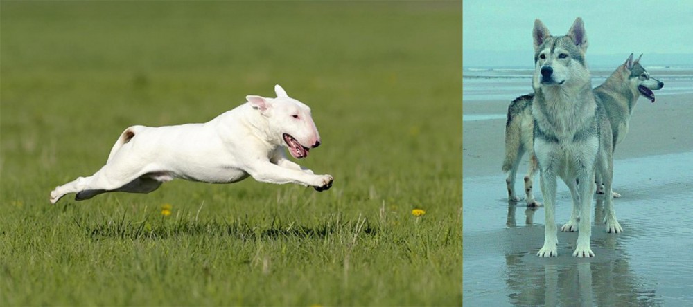 Northern Inuit Dog vs Bull Terrier - Breed Comparison