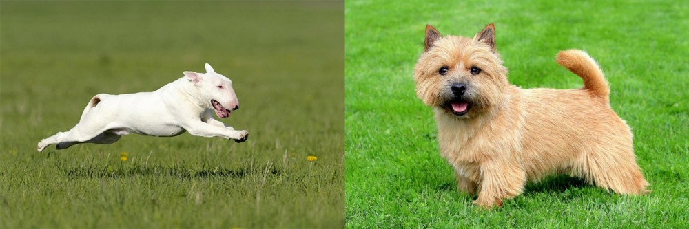 Norwich Terrier vs Bull Terrier - Breed Comparison