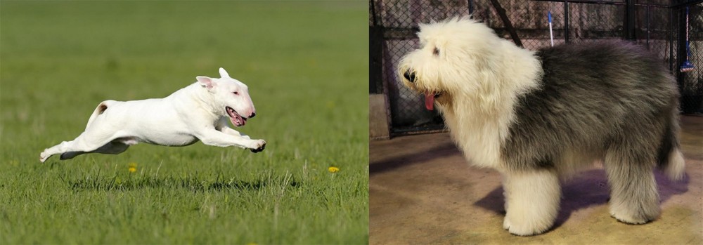 Old English Sheepdog vs Bull Terrier - Breed Comparison
