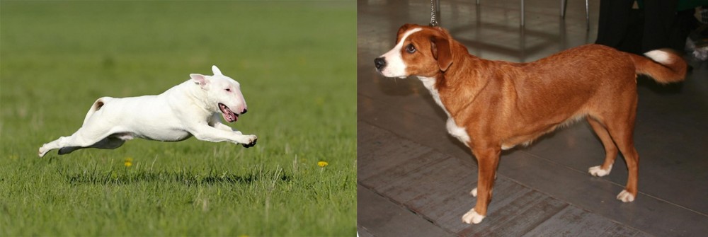 Osterreichischer Kurzhaariger Pinscher vs Bull Terrier - Breed Comparison