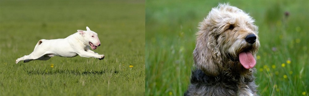 Otterhound vs Bull Terrier - Breed Comparison