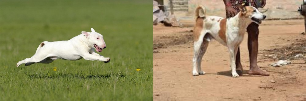 Pandikona vs Bull Terrier - Breed Comparison