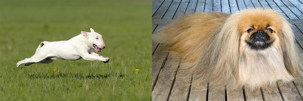 Pekingese vs Bull Terrier - Breed Comparison