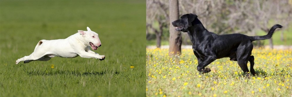 Perro de Pastor Mallorquin vs Bull Terrier - Breed Comparison