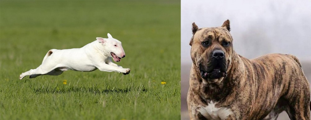 Perro de Presa Canario vs Bull Terrier - Breed Comparison