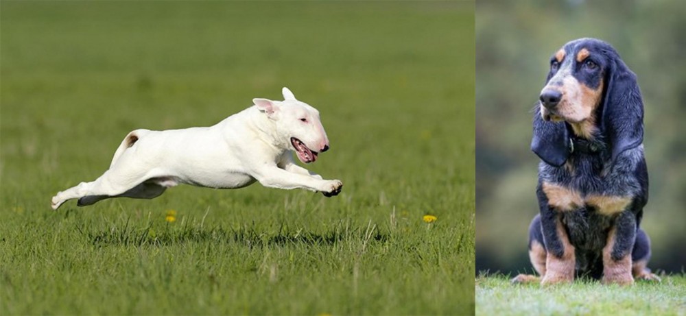 Petit Bleu de Gascogne vs Bull Terrier - Breed Comparison