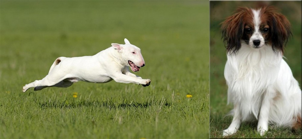 Phalene vs Bull Terrier - Breed Comparison