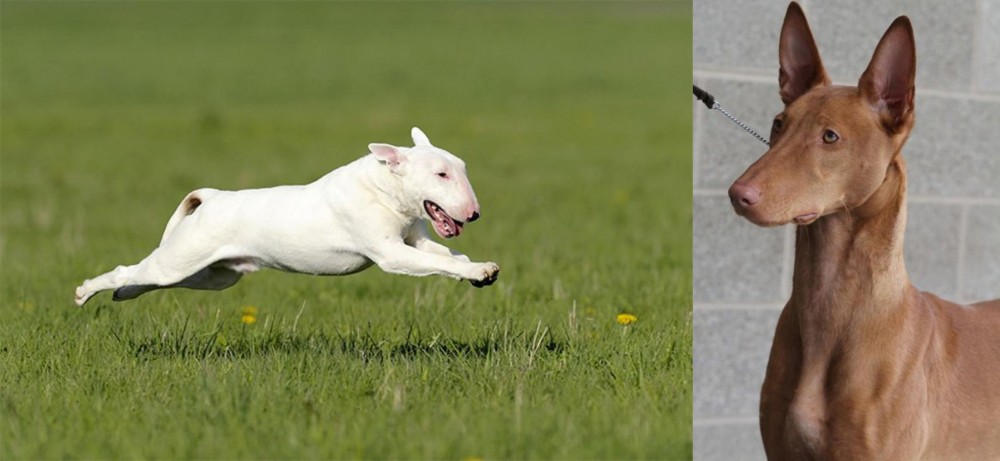 Pharaoh Hound vs Bull Terrier - Breed Comparison