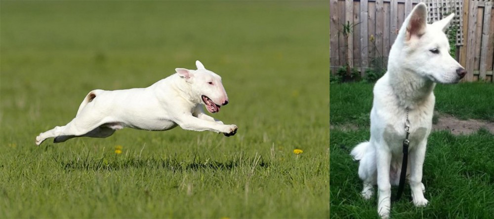 Phung San vs Bull Terrier - Breed Comparison