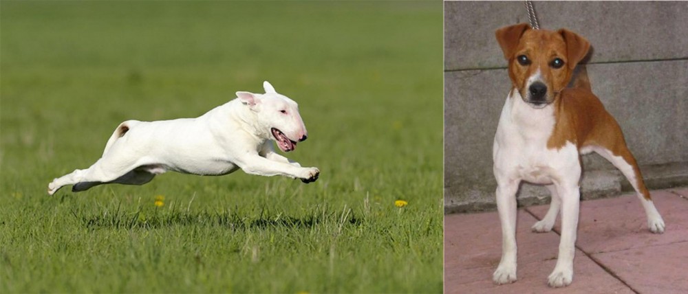 Plummer Terrier vs Bull Terrier - Breed Comparison