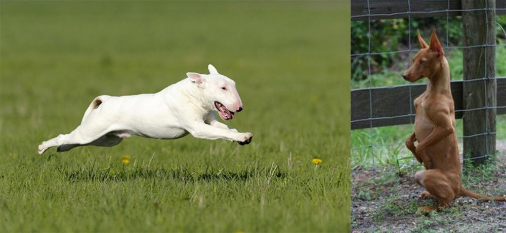 Podenco Andaluz vs Bull Terrier - Breed Comparison