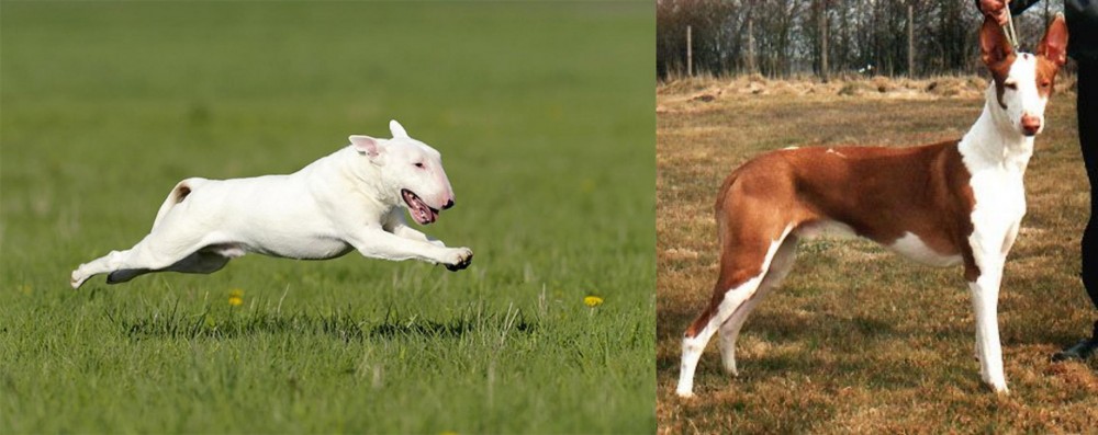 Podenco Canario vs Bull Terrier - Breed Comparison