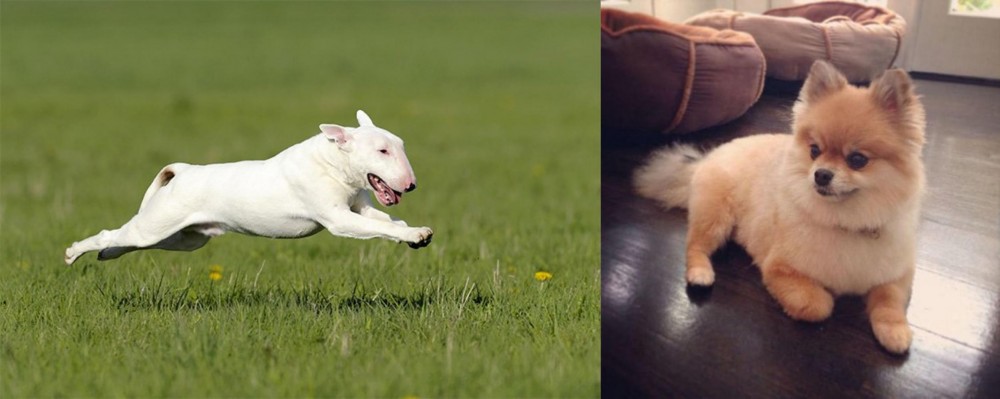 Pomeranian vs Bull Terrier - Breed Comparison