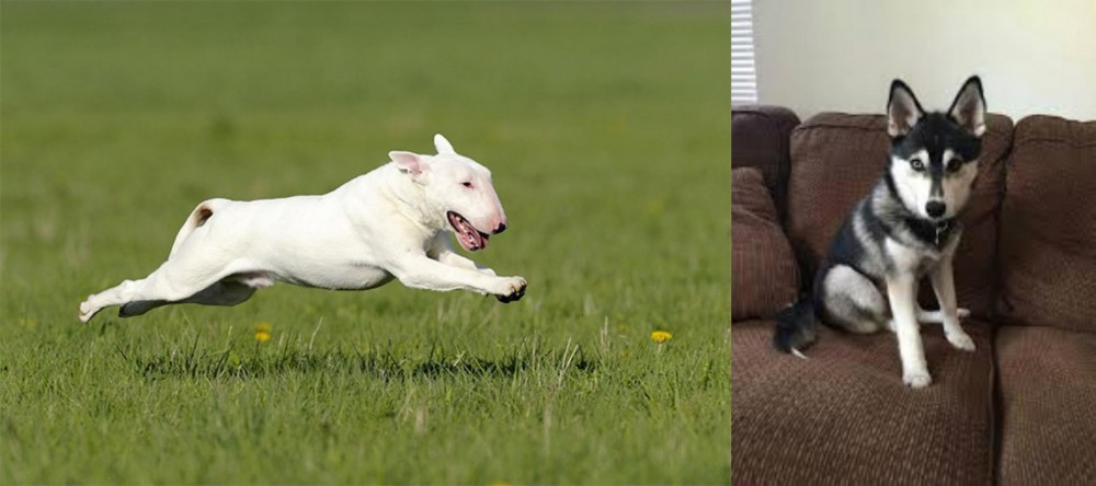 Pomsky vs Bull Terrier - Breed Comparison