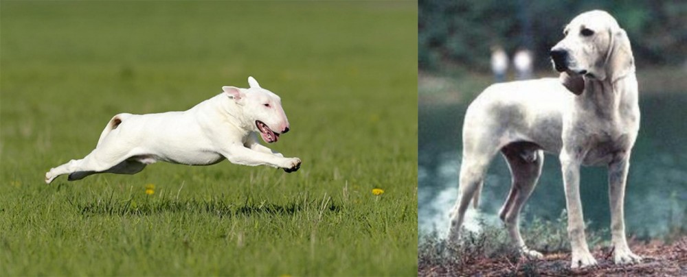 Porcelaine vs Bull Terrier - Breed Comparison