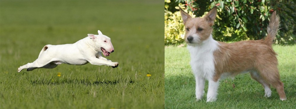 Portuguese Podengo vs Bull Terrier - Breed Comparison