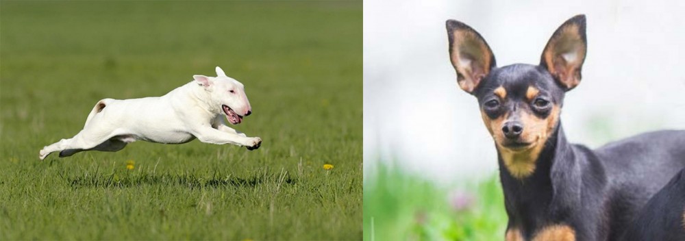 Prazsky Krysarik vs Bull Terrier - Breed Comparison