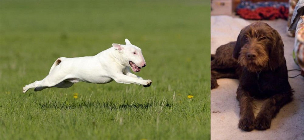 Pudelpointer vs Bull Terrier - Breed Comparison