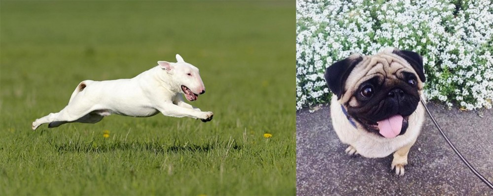 Pug vs Bull Terrier - Breed Comparison