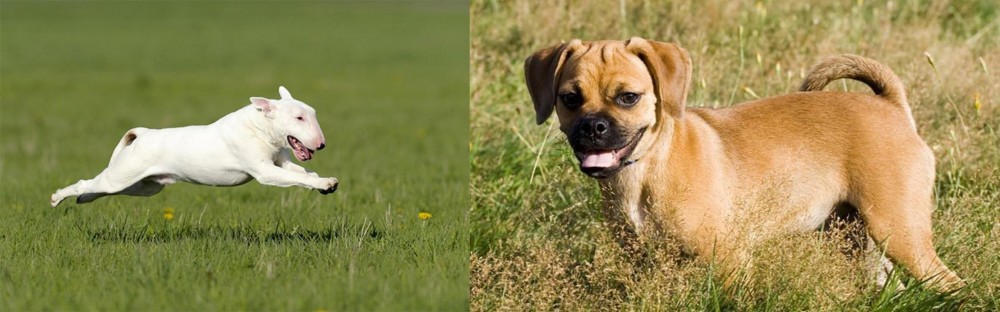 Puggle vs Bull Terrier - Breed Comparison