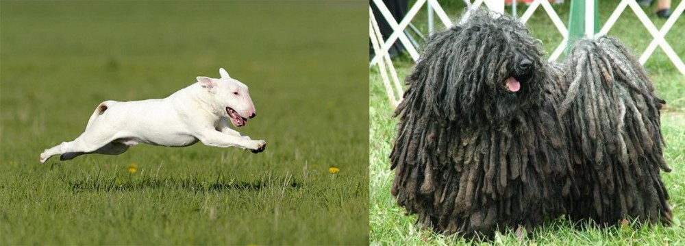 Puli vs Bull Terrier - Breed Comparison