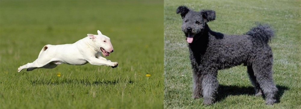Pumi vs Bull Terrier - Breed Comparison