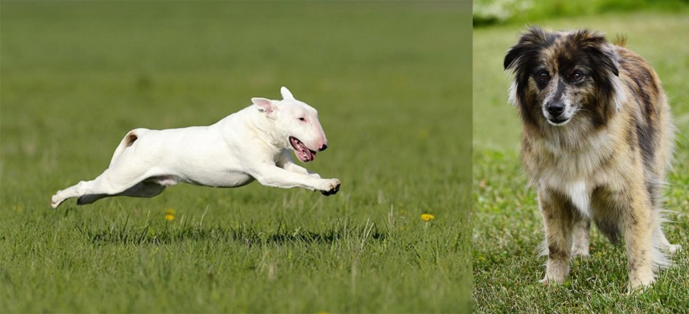 Pyrenean Shepherd vs Bull Terrier - Breed Comparison