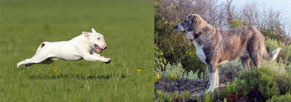 Rafeiro do Alentejo vs Bull Terrier - Breed Comparison