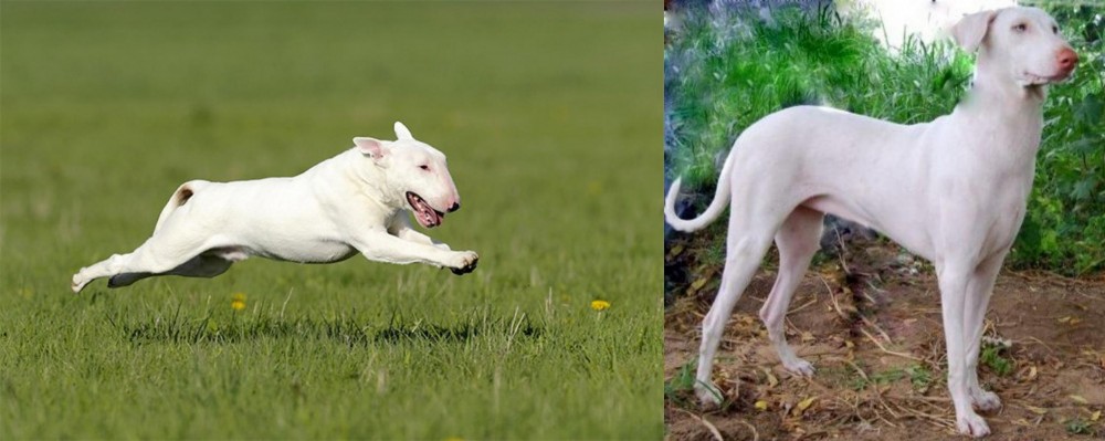 Rajapalayam vs Bull Terrier - Breed Comparison
