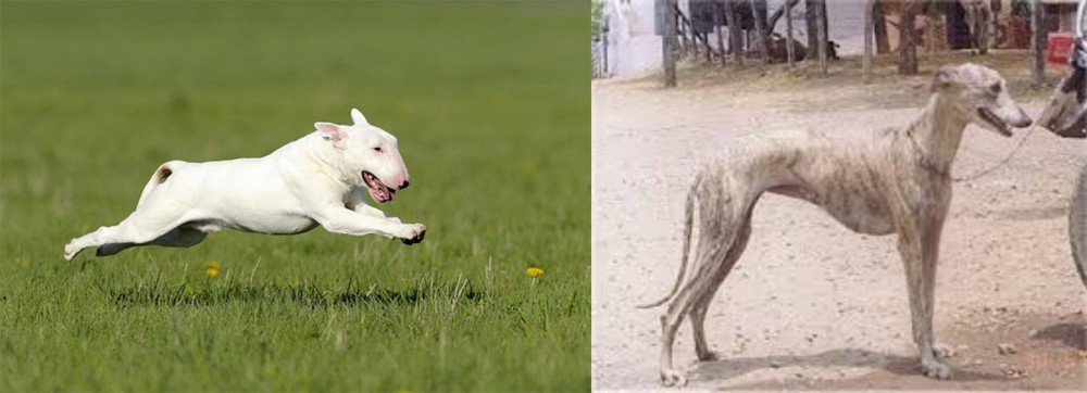 Rampur Greyhound vs Bull Terrier - Breed Comparison