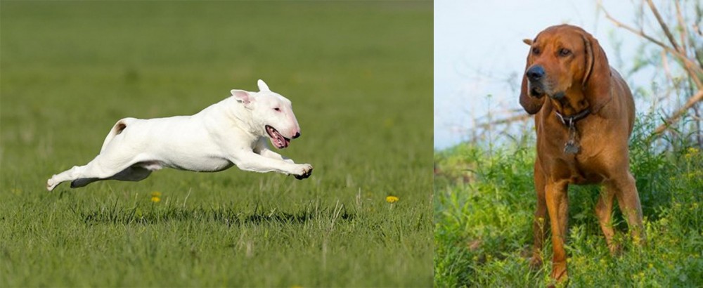Redbone Coonhound vs Bull Terrier - Breed Comparison