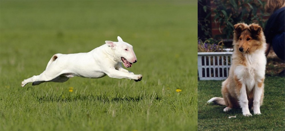 Rough Collie vs Bull Terrier - Breed Comparison