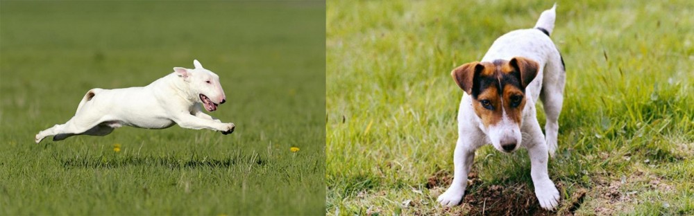 Russell Terrier vs Bull Terrier - Breed Comparison