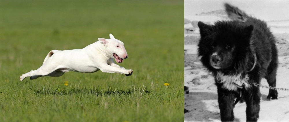 Sakhalin Husky vs Bull Terrier - Breed Comparison