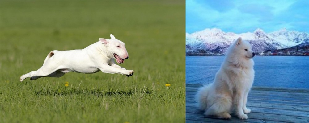 Samoyed vs Bull Terrier - Breed Comparison