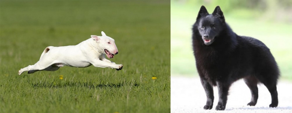 Schipperke vs Bull Terrier - Breed Comparison