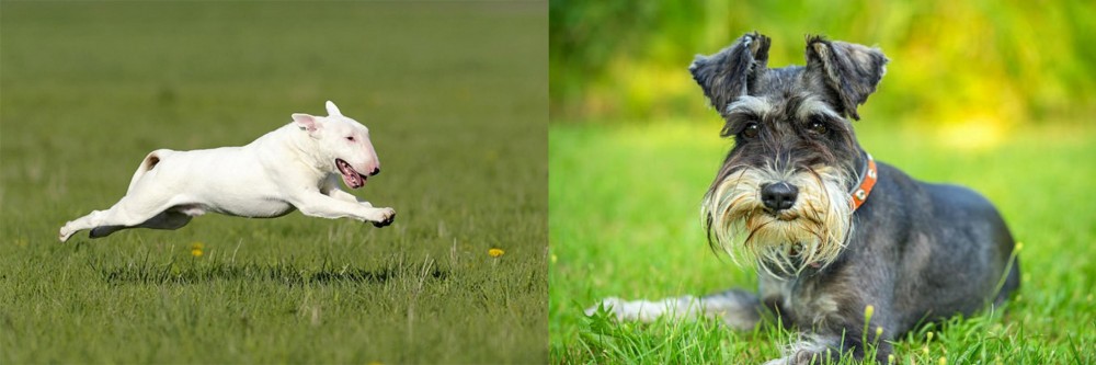 Schnauzer vs Bull Terrier - Breed Comparison
